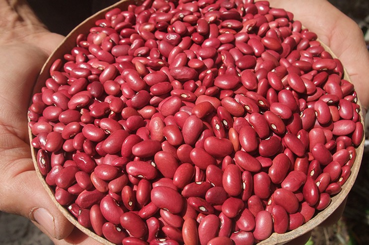 Frijol Rojo impulsa economía agrícola en Nicaragua