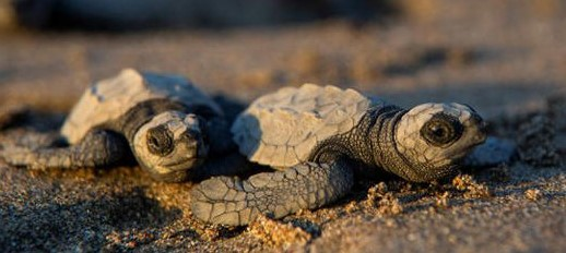 Tortuguillos de Paslama Regresan al Mar