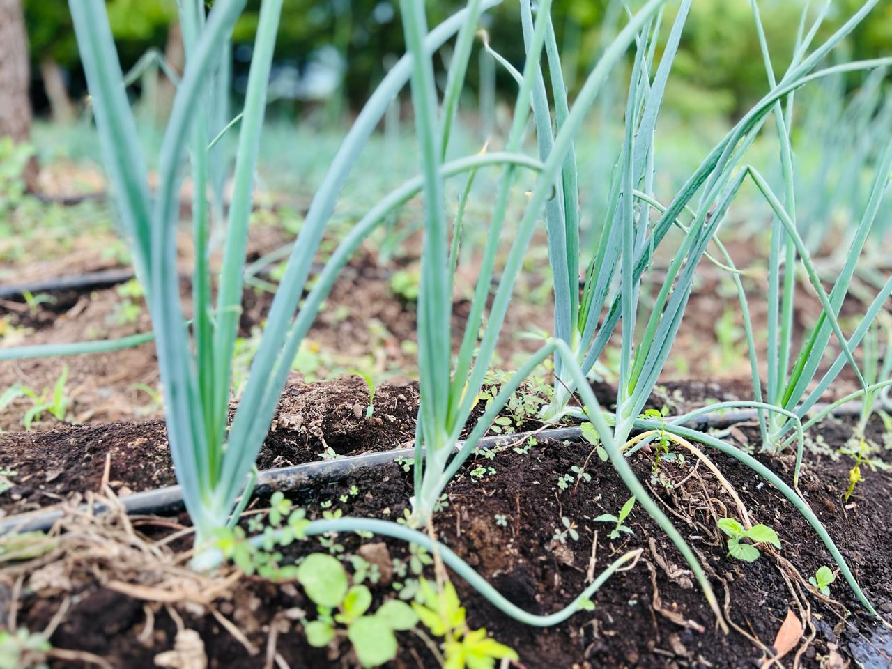 Avances en Producción y Calidad de Cebolla Sebaqueña con Nueva Técnica de Fertilización