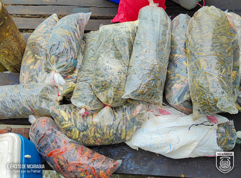 Ocupación de Productos Marinos Ilegales en la Costa Caribe de Nicaragua