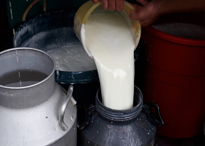Nicaragua Experimenta Aumento Significativo en la Producción de Leche en los Primeros Meses del 2024