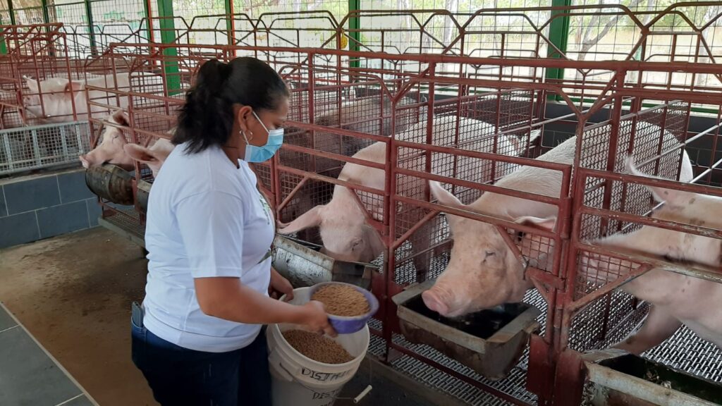 Pequeños productores lideran la producción de carne porcina en Nicaragua