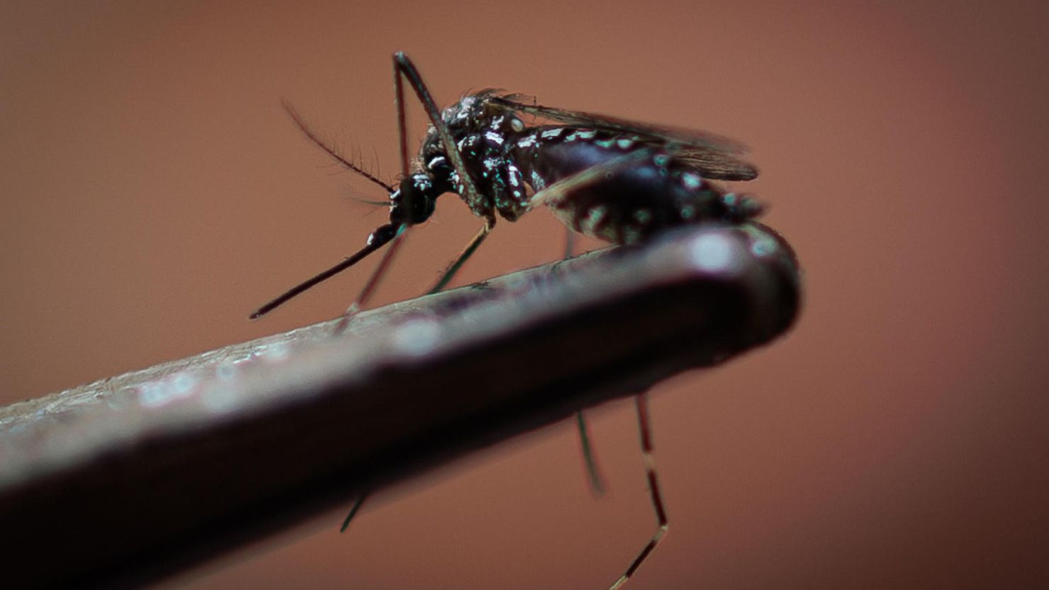 Brasil declara estado de emergencia sanitaria