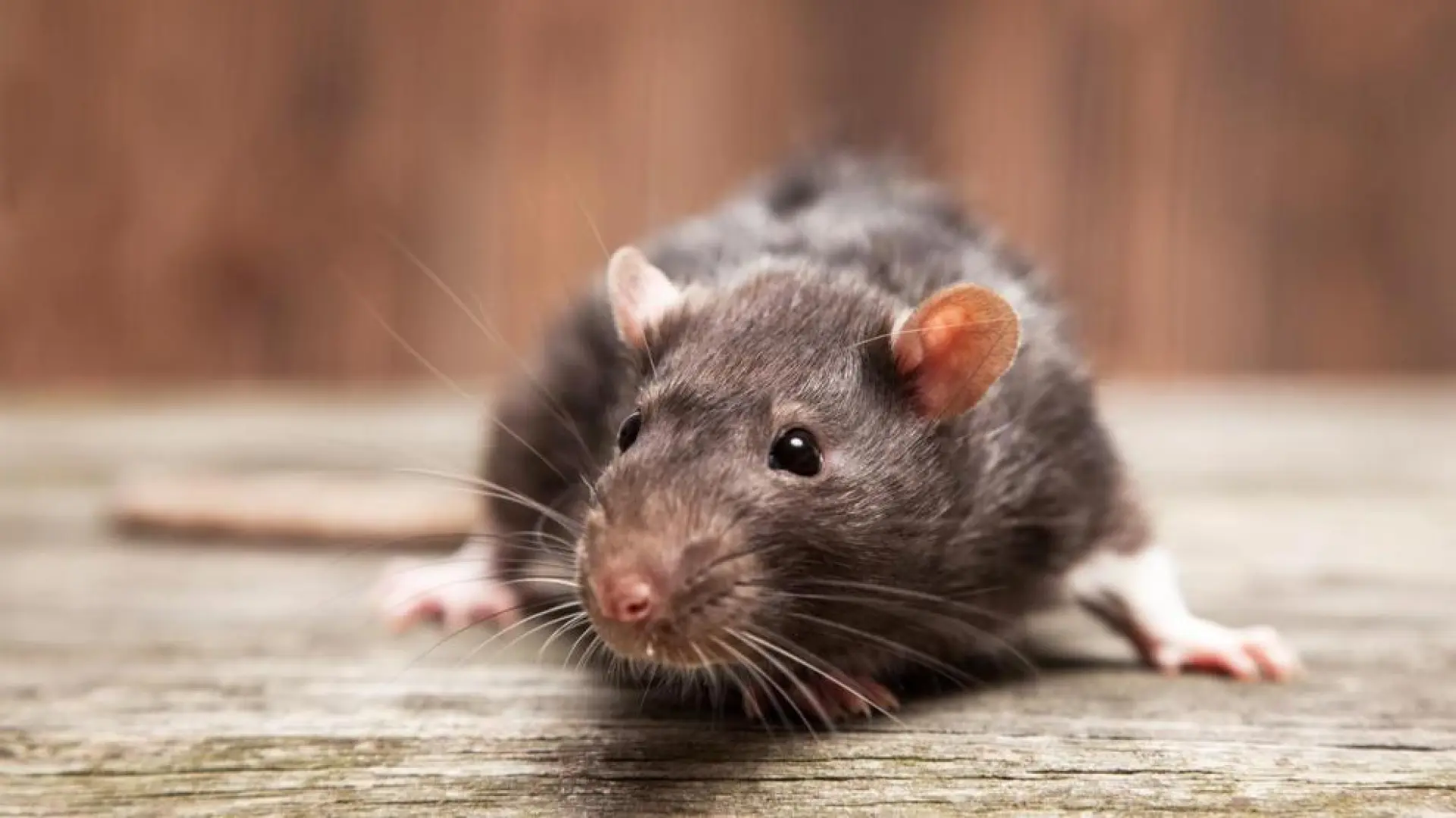 Plagas de Ratas  aterrorizan a una ciudad