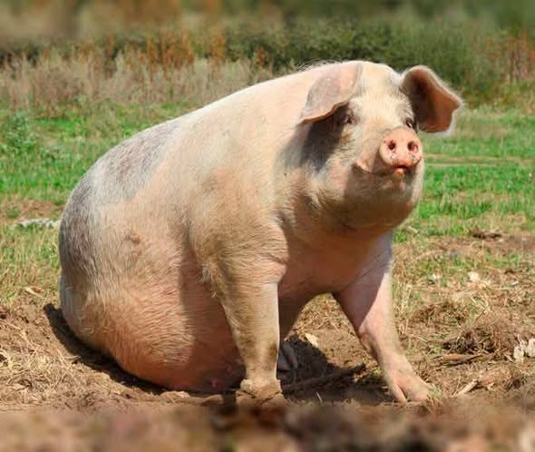 Hombre muere tras ser atacado por un cerdo