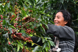 Café de Nicaragua conquista a más de 55 países y crece su demanda en Asia