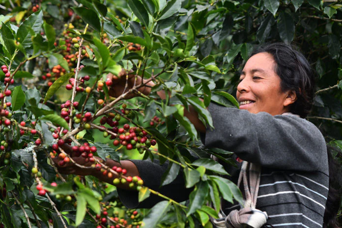 Café de Nicaragua conquista más de 55 países y aumenta su demanda en Asia