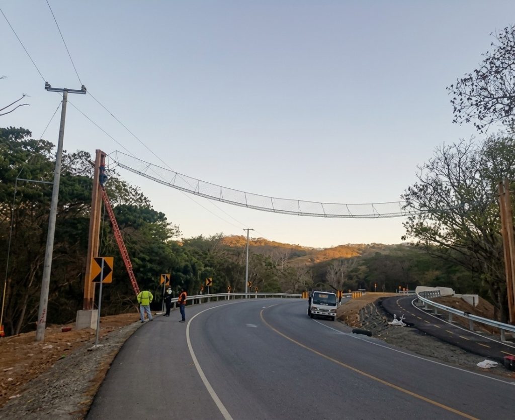 Carretera Costanera tendrá pasos aéreos para monos