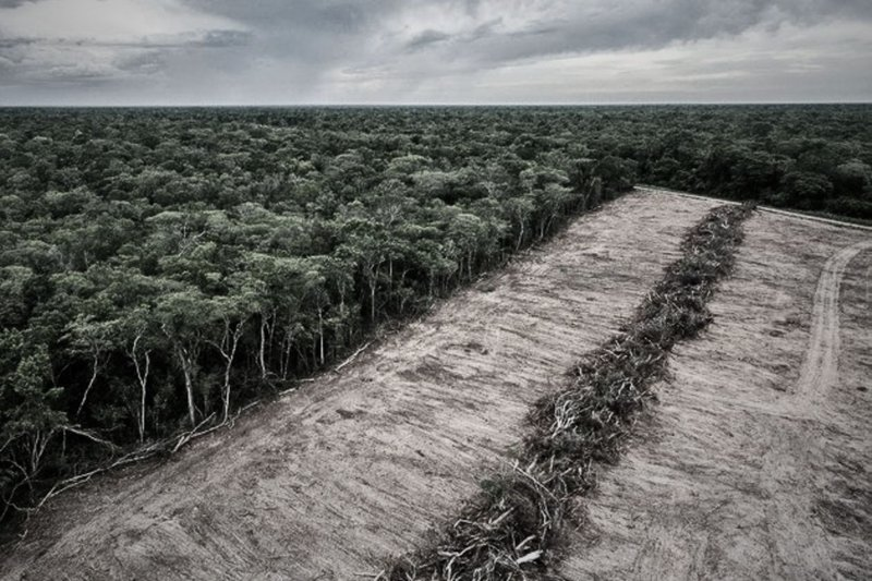 Sudamérica lidera la pérdida de bosques en el mundo