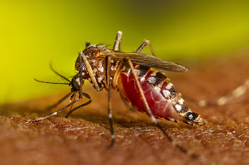 Casos de chikungunya aumentan en Nicaragua